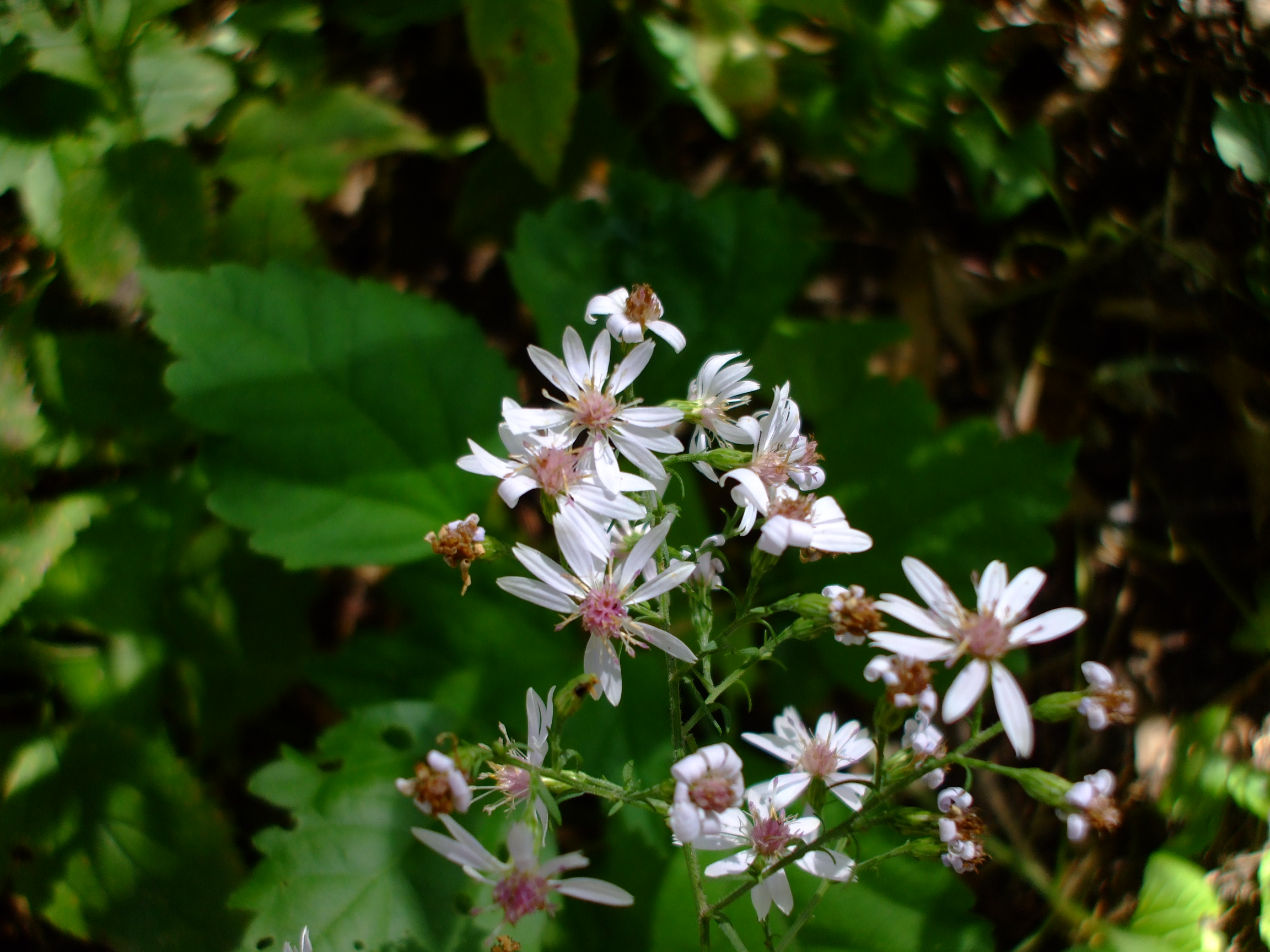 Symphyotrichum cordifolium